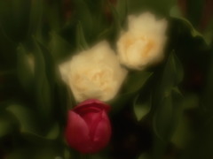 赤いチューリップ