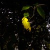もうひとつの華