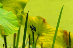 池と蜻蛉