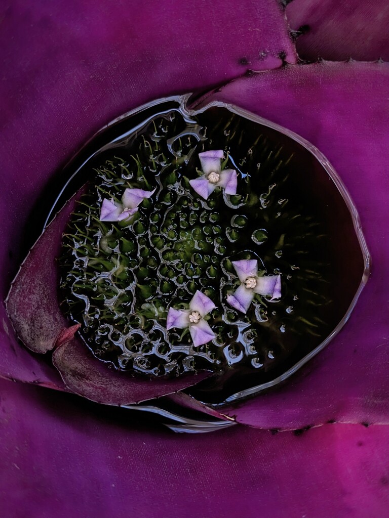 宝物の花びら