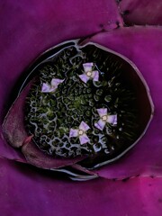 宝物の花びら