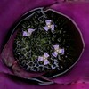 宝物の花びら
