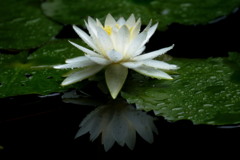 睡蓮花