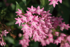 ももいろの花