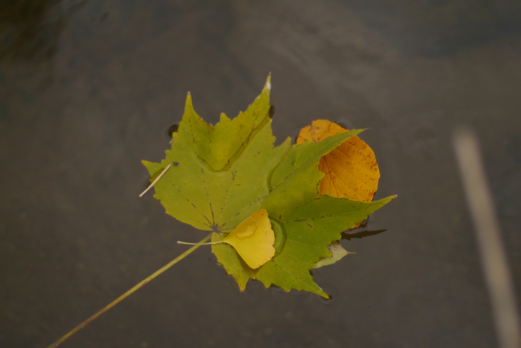 落ち葉のゆくえ