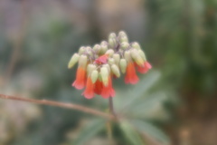 鴇彩燈火