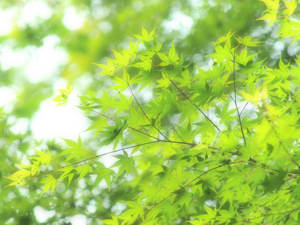 青葉茂道で