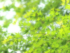 青葉茂道で