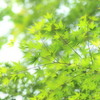 青葉茂道で