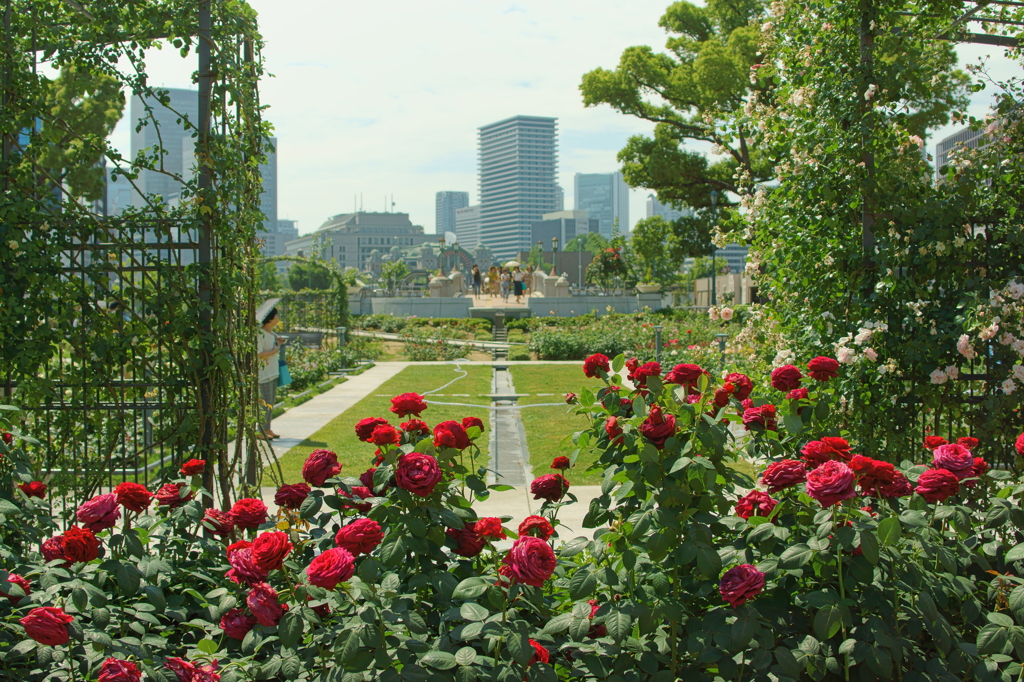 薔薇の菜園