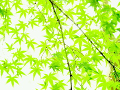 緑の覚醒
