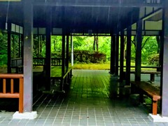 本降りの公園