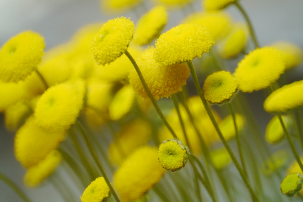 黄色の森