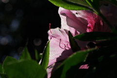 雄蕊の囁き