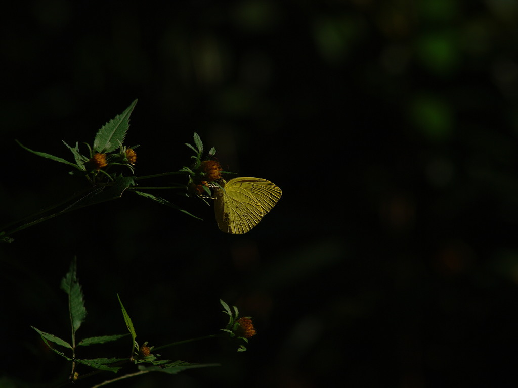 闇に棲む蝶