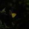 闇に棲む蝶