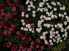 紅白の紋様