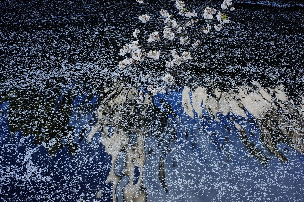 桜の吹雪