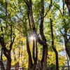 太陽と黄葉