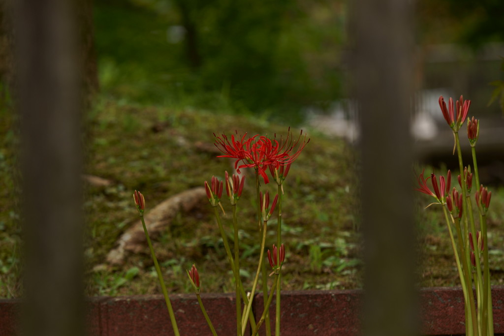 彼岸花