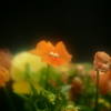 仄かな輝き