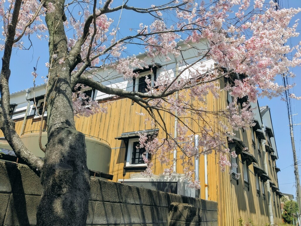 酒蔵の春