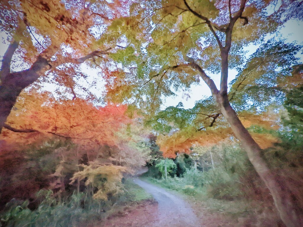 紅点す道程