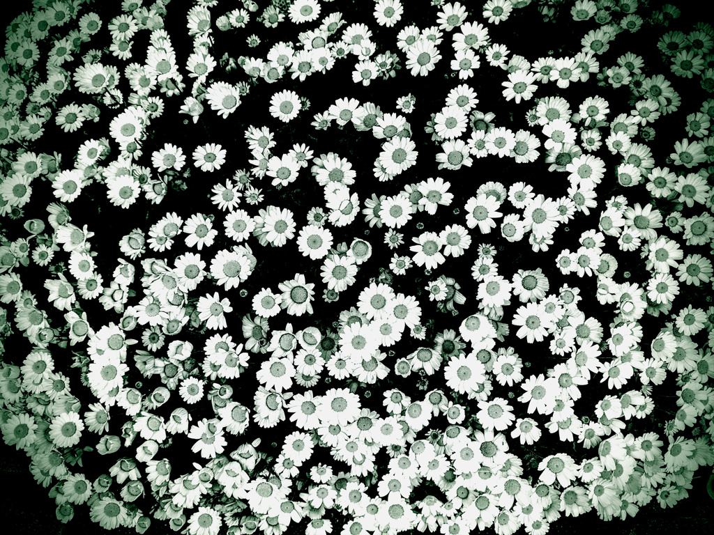 こんなに大きな花束
