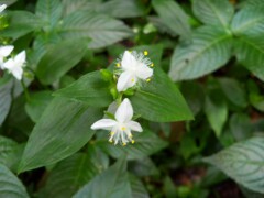 露草達