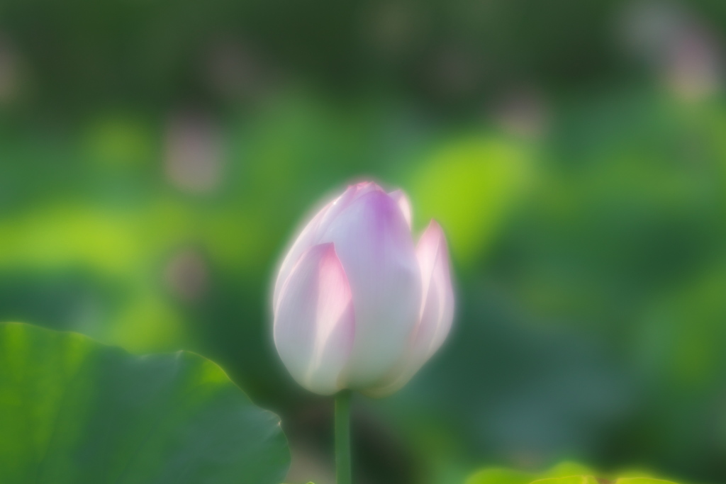どんな花より私は強い