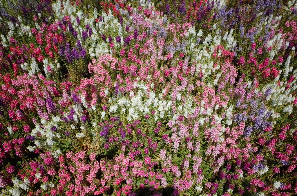 彩色の花壇