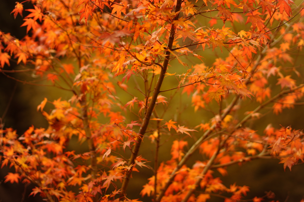 裏山の紅葉