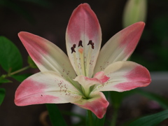 大きな花弁