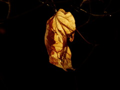 枯葉と光のコンチェルト