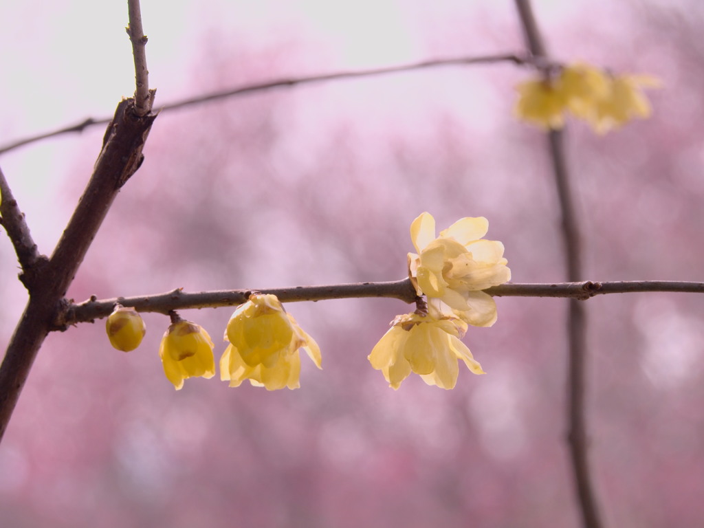 梅と蠟梅