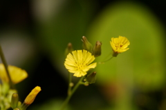 きょうの咲く様