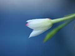 初雪に似た花