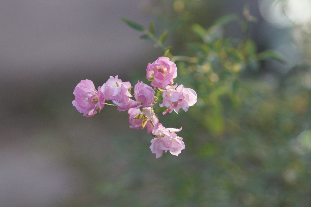 桃色のアクセント