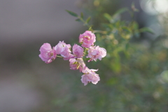 桃色のアクセント