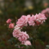 薔薇を見て想うこと