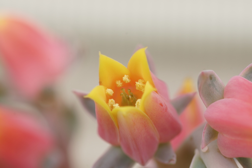 黄桃花