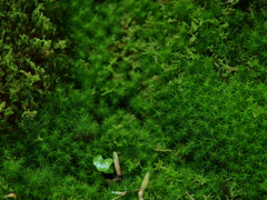緑繁く