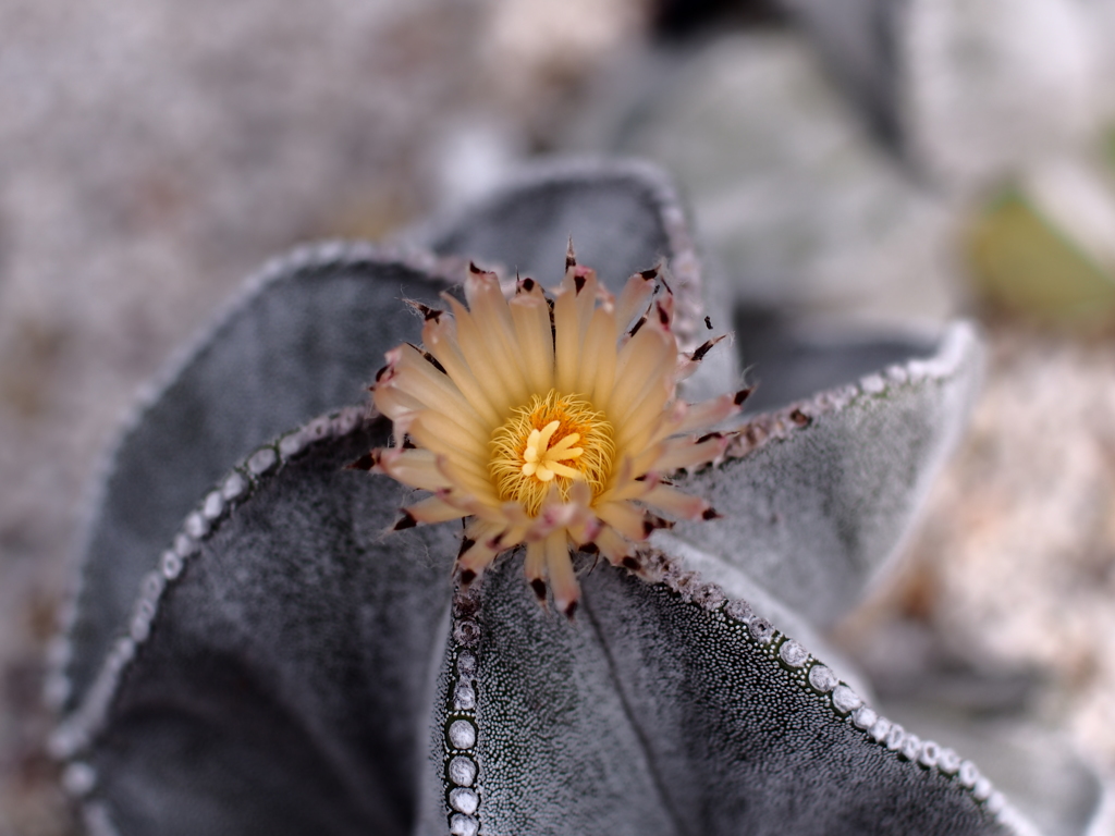 サボテンの花