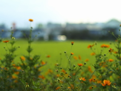 望愁秋桜