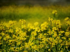 菜の花畑にて
