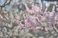大阪城公園梅林