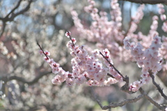 大阪城公園梅林