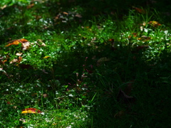 光と影のクローバー