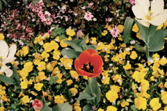 チューリップのアップリケ