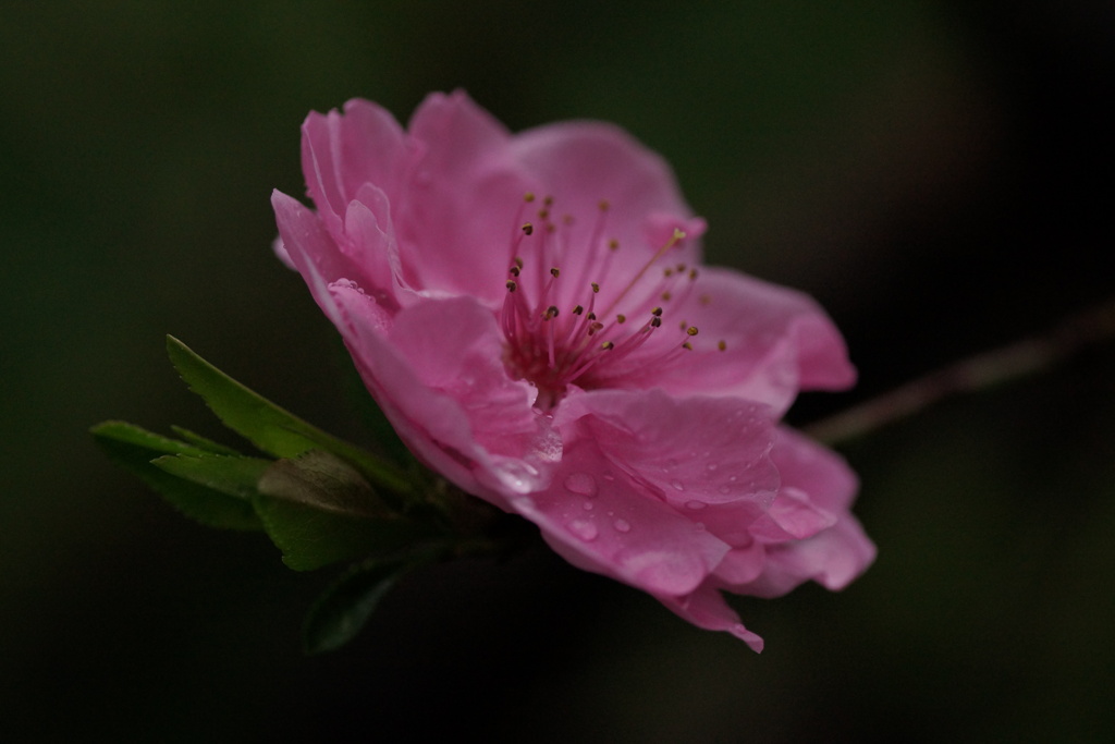 雨日和